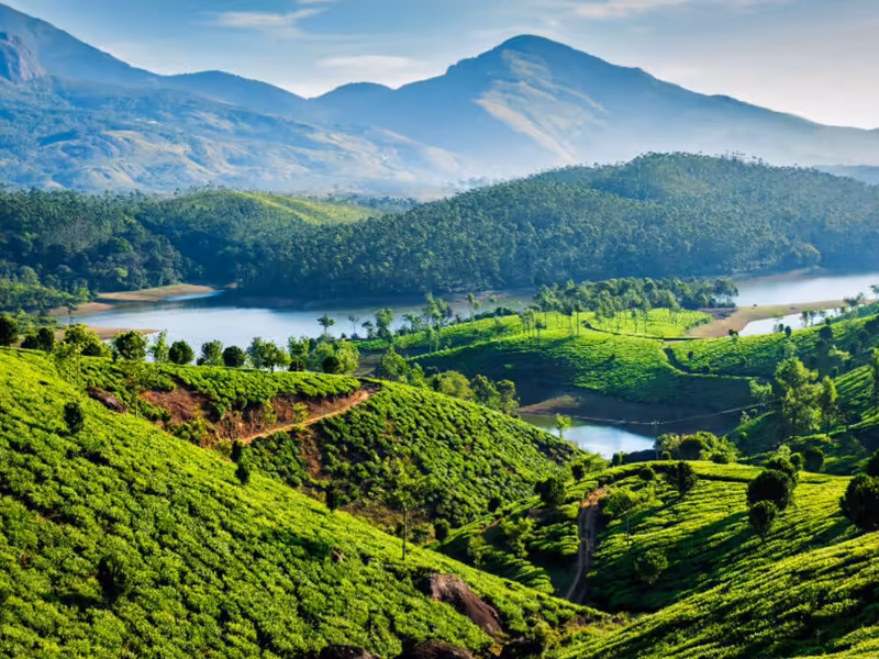 Lush green tea plantations in Kerala