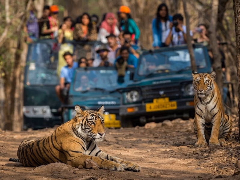 Tiger, Taj and Culture Tour India