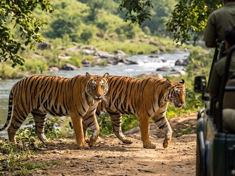 Rendezvous with Tigers in Bandhavgarh