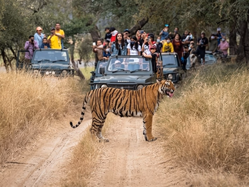 Wildlife and Tiger Tour